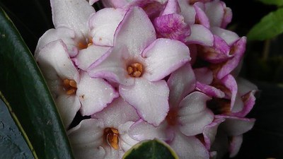 Daphne odora Thurrb fresh flower in front of the door