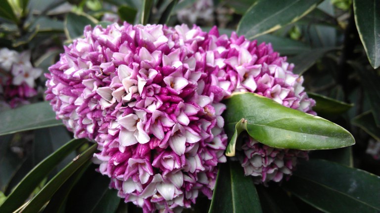 Daphne odora Thurrb fresh flower Daphne odora Thurrb fresh flower